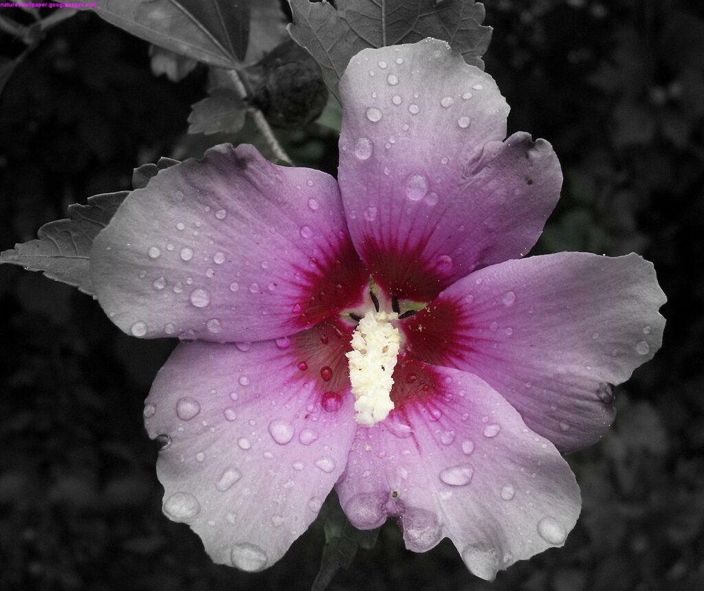 Focal Black and White Pink Rose Of Sharon